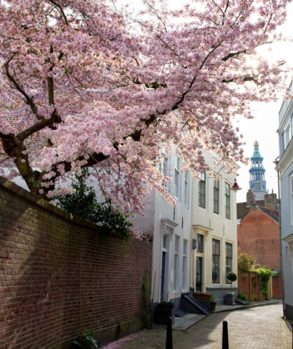 Sfeerbeeld van klein steegje met roze boom in het centrum Middelburg